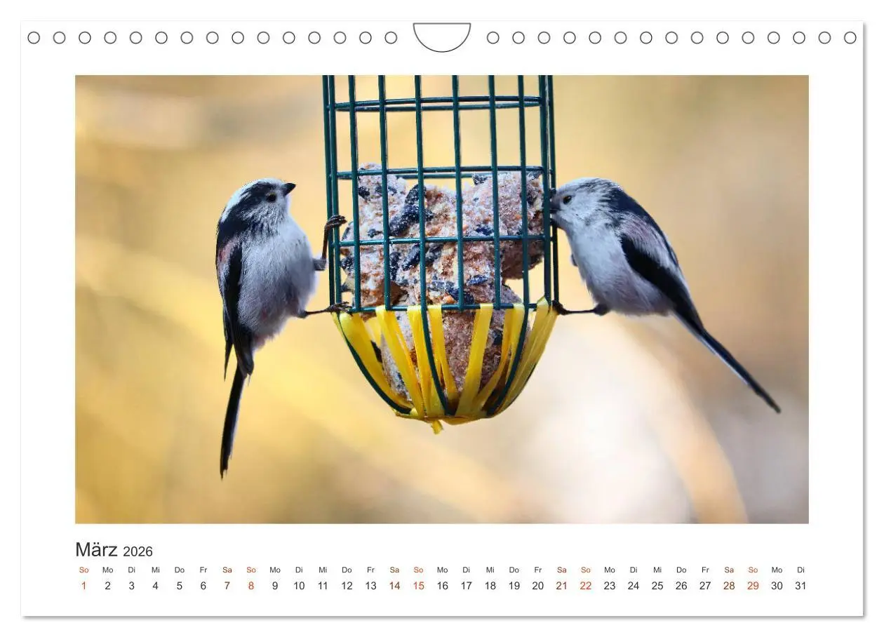 Bild: 9783457714621 | Gefiederte Gartengäste, Schwanzmeisen (Wandkalender 2026 DIN A4...