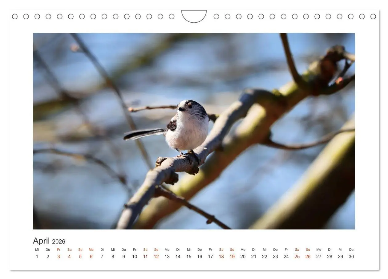 Bild: 9783457714621 | Gefiederte Gartengäste, Schwanzmeisen (Wandkalender 2026 DIN A4...