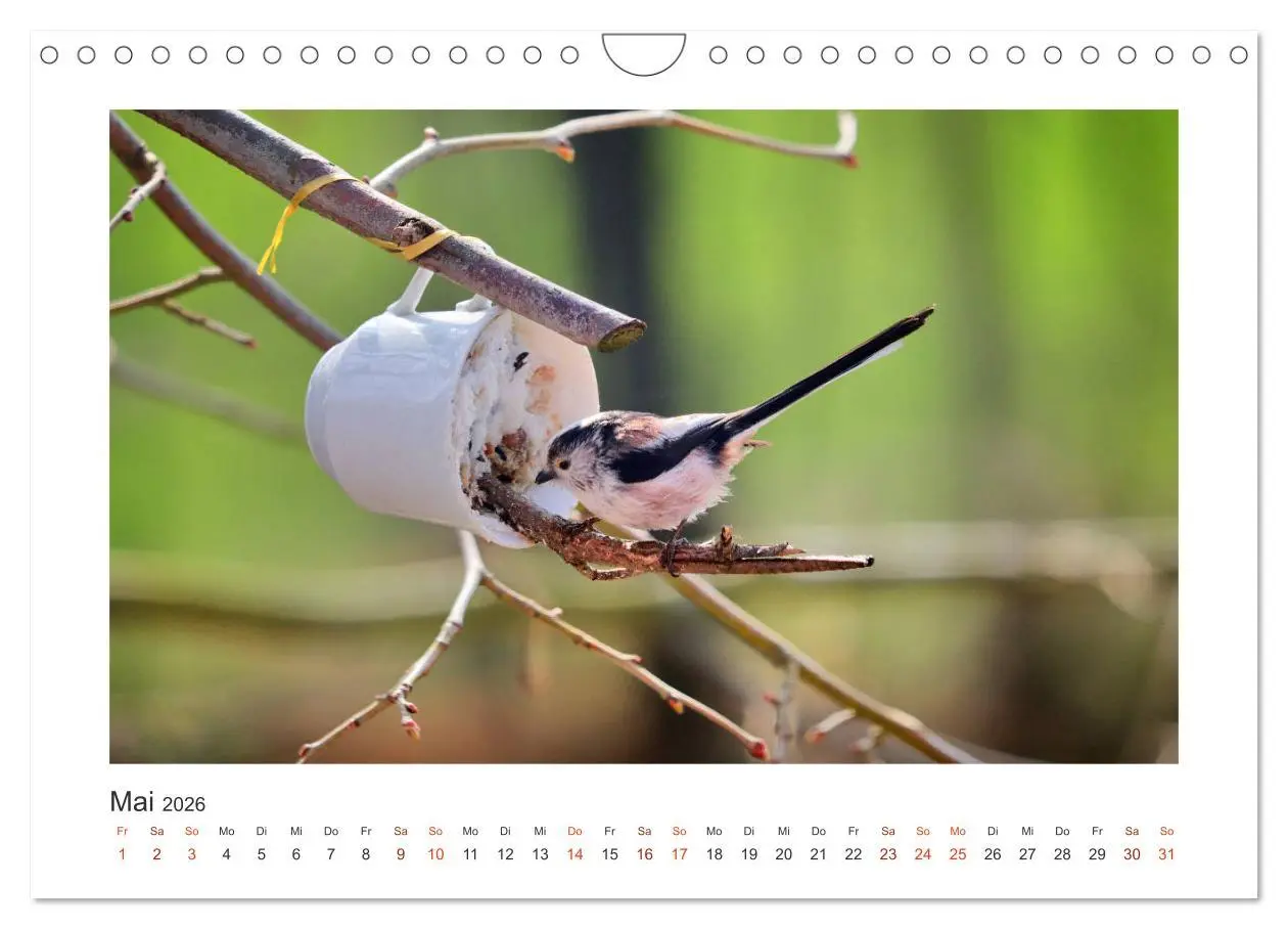 Bild: 9783457714621 | Gefiederte Gartengäste, Schwanzmeisen (Wandkalender 2026 DIN A4...