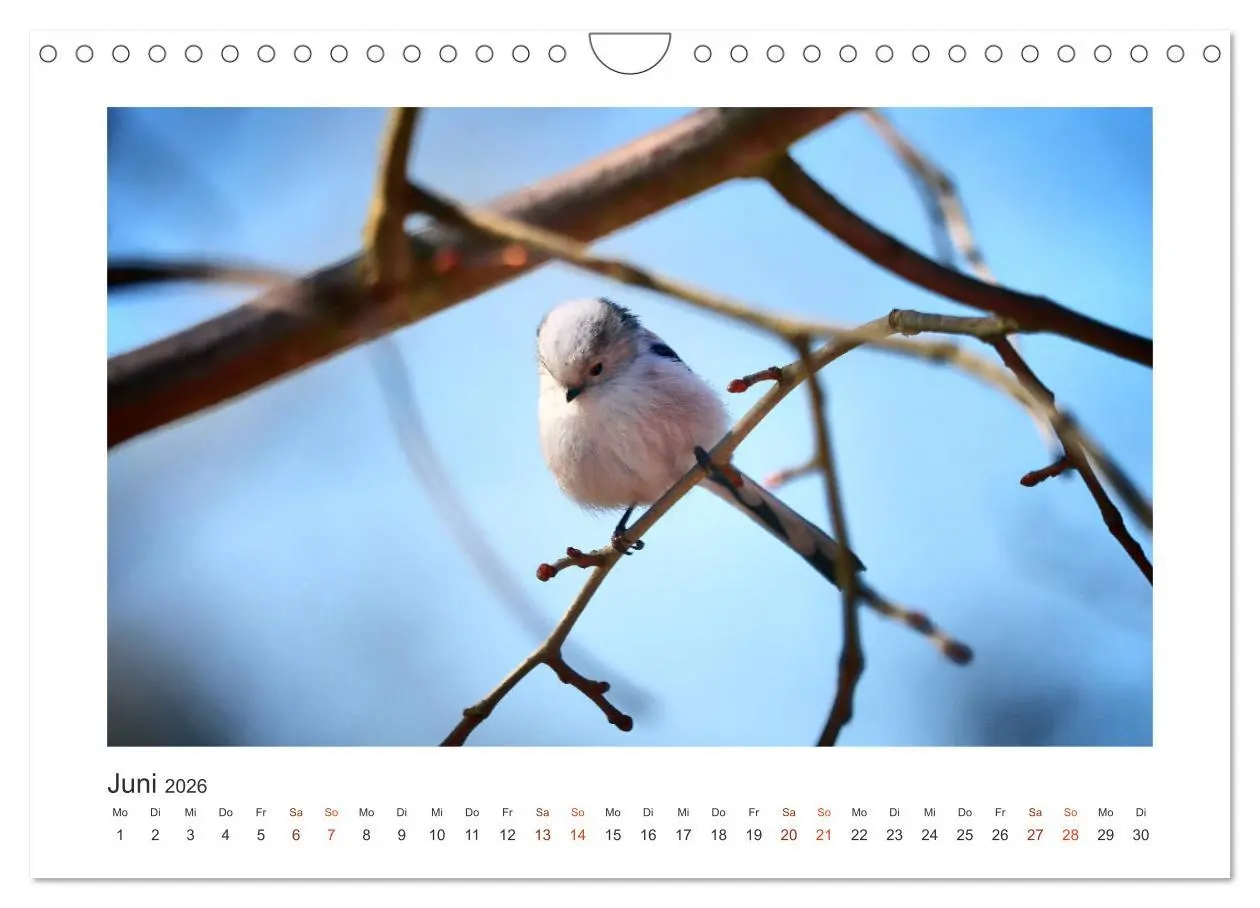 Bild: 9783457714621 | Gefiederte Gartengäste, Schwanzmeisen (Wandkalender 2026 DIN A4...