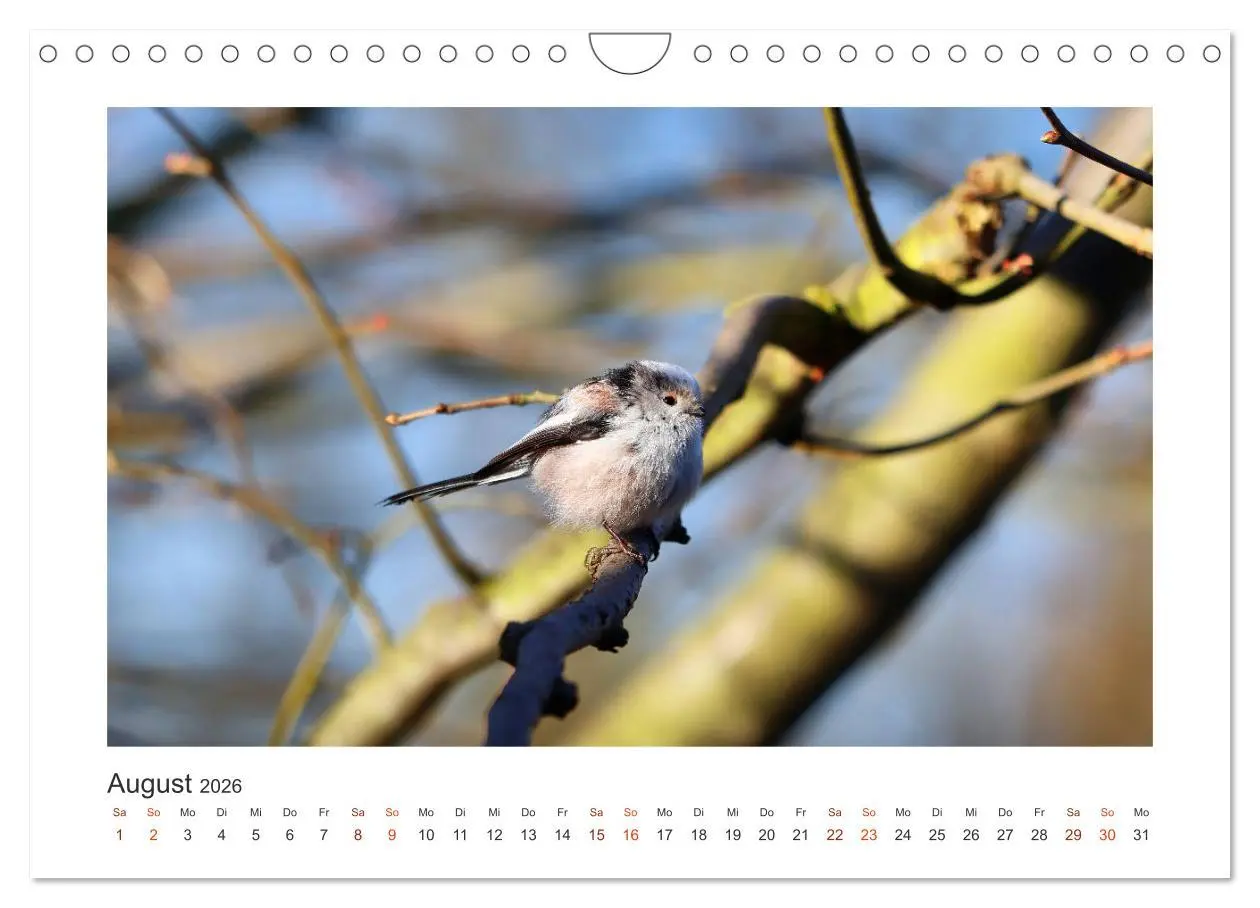 Bild: 9783457714621 | Gefiederte Gartengäste, Schwanzmeisen (Wandkalender 2026 DIN A4...
