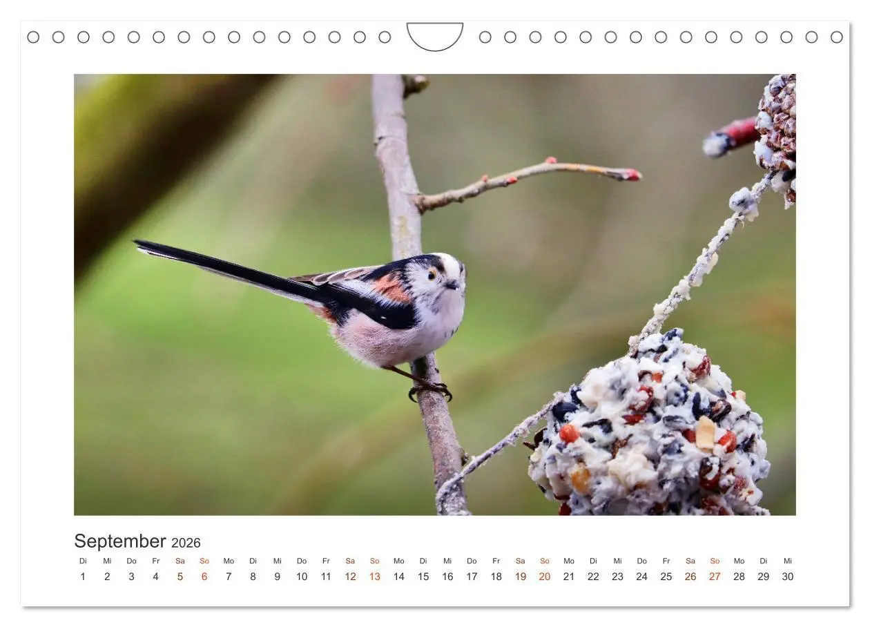 Bild: 9783457714621 | Gefiederte Gartengäste, Schwanzmeisen (Wandkalender 2026 DIN A4...