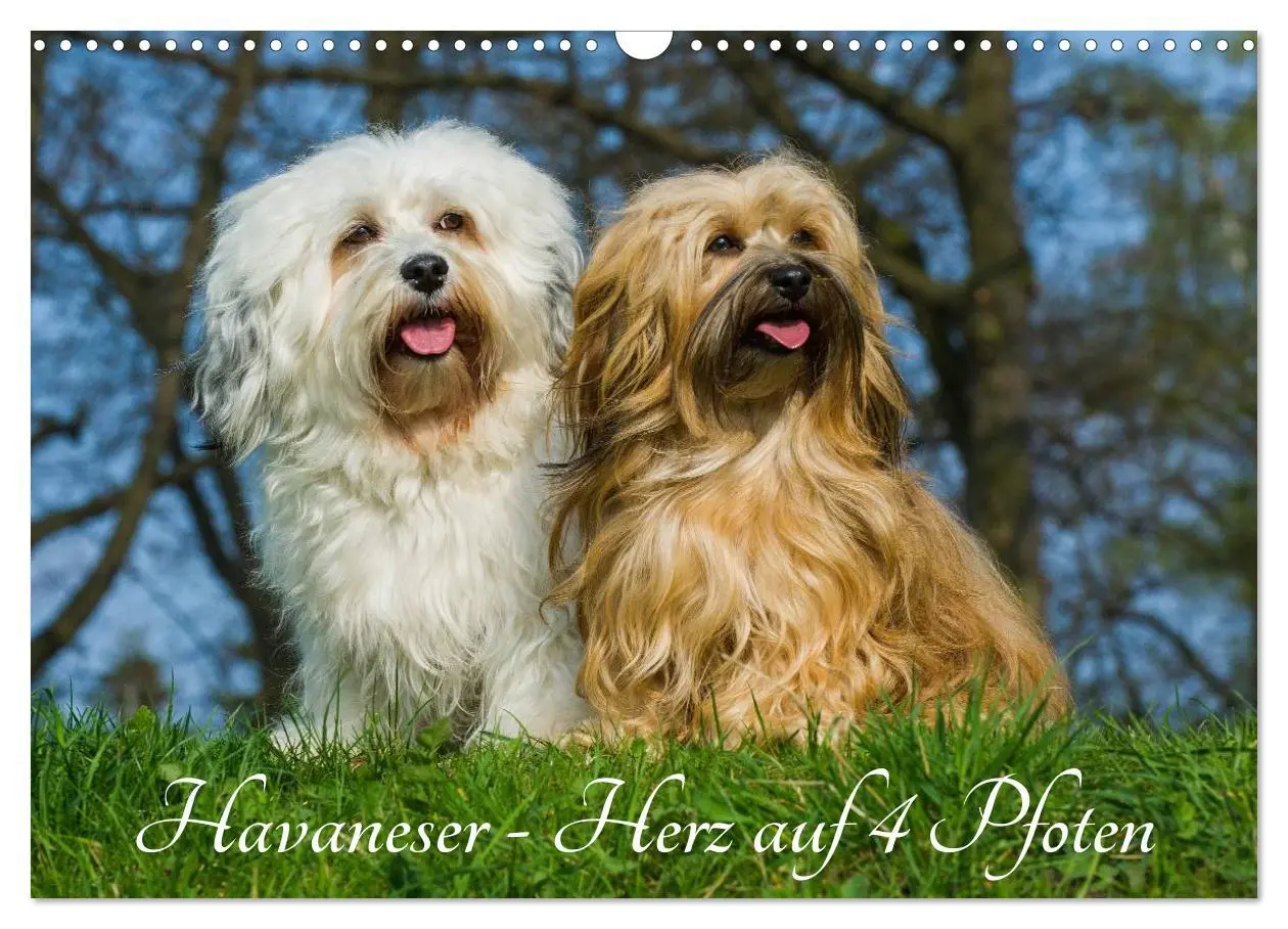 Cover: 9783516034721 | Havaneser - Herz auf 4 Pfoten (Wandkalender 2026 DIN A3 quer),...