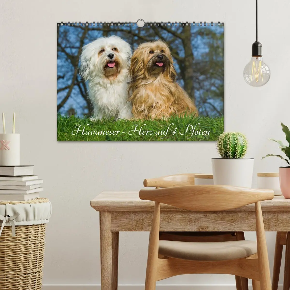 Bild: 9783516034721 | Havaneser - Herz auf 4 Pfoten (Wandkalender 2026 DIN A3 quer),...