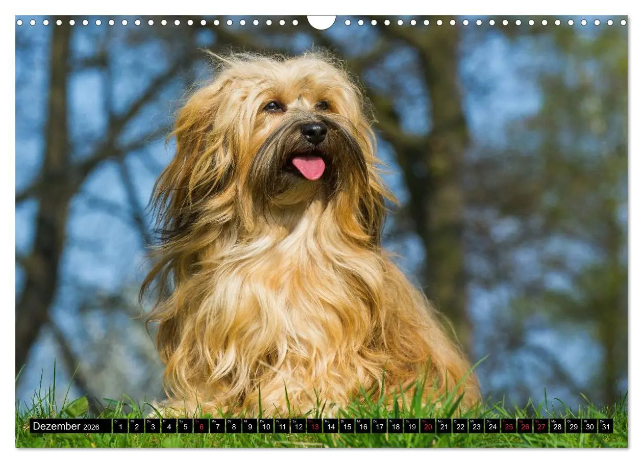 Bild: 9783516034721 | Havaneser - Herz auf 4 Pfoten (Wandkalender 2026 DIN A3 quer),...