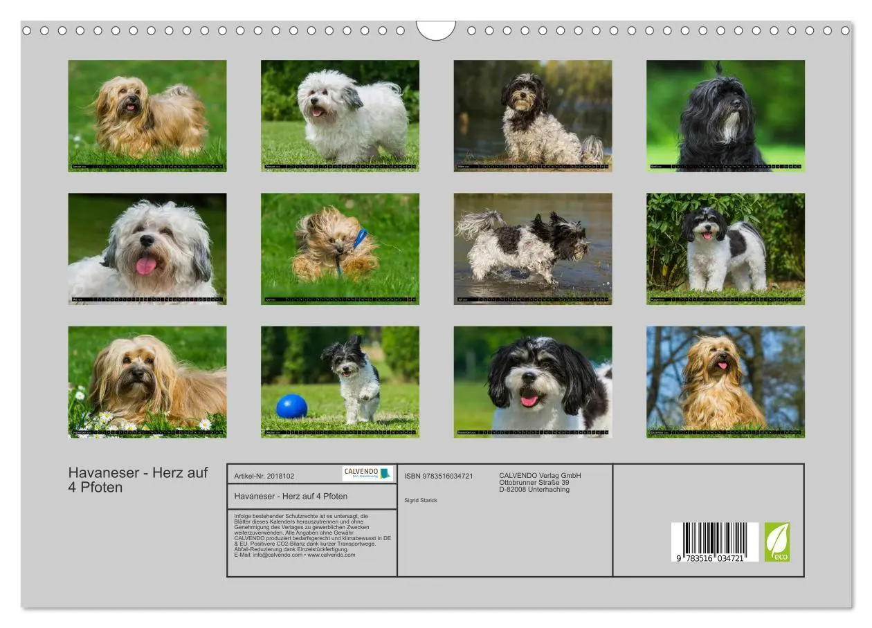 Bild: 9783516034721 | Havaneser - Herz auf 4 Pfoten (Wandkalender 2026 DIN A3 quer),...
