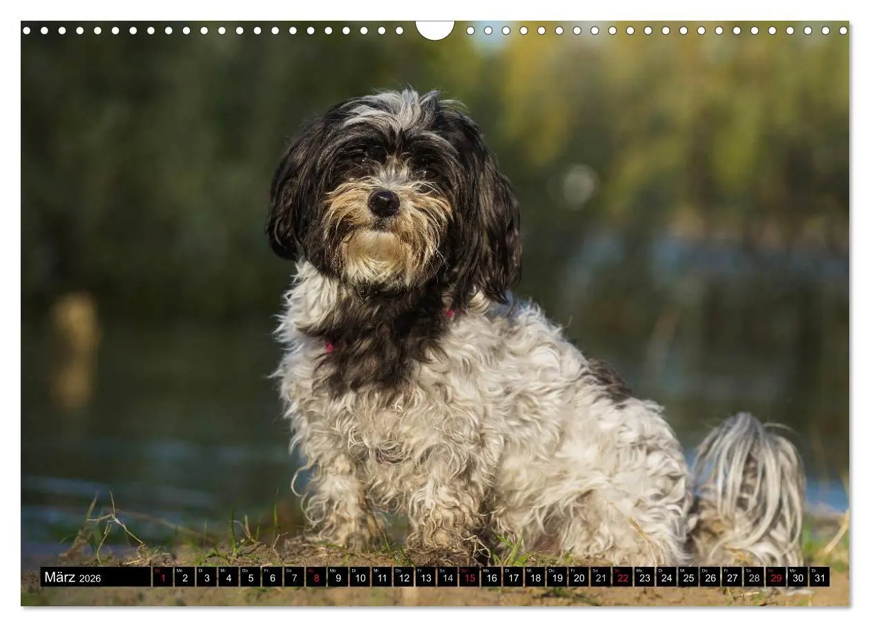 Bild: 9783516034721 | Havaneser - Herz auf 4 Pfoten (Wandkalender 2026 DIN A3 quer),...
