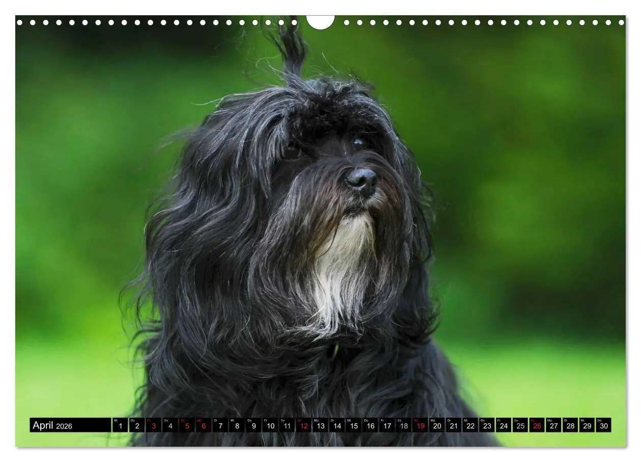 Bild: 9783516034721 | Havaneser - Herz auf 4 Pfoten (Wandkalender 2026 DIN A3 quer),...