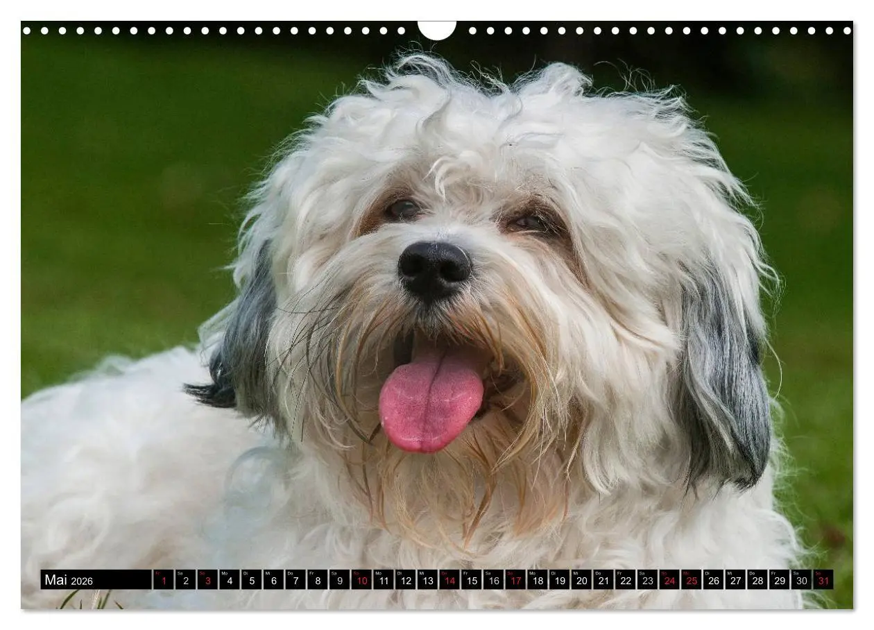 Bild: 9783516034721 | Havaneser - Herz auf 4 Pfoten (Wandkalender 2026 DIN A3 quer),...