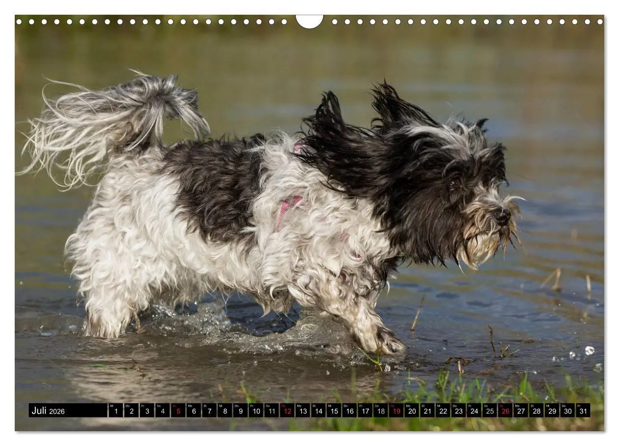 Bild: 9783516034721 | Havaneser - Herz auf 4 Pfoten (Wandkalender 2026 DIN A3 quer),...
