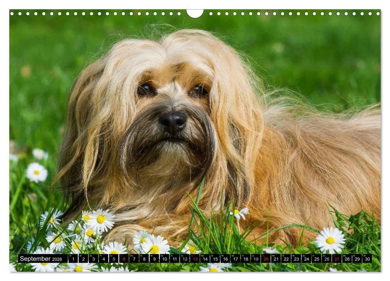 Bild: 9783516034721 | Havaneser - Herz auf 4 Pfoten (Wandkalender 2026 DIN A3 quer),...