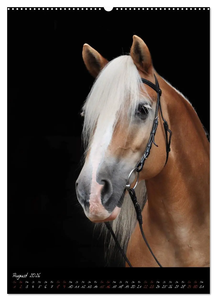 Bild: 9783516414721 | StudioArt Pferderassen im Porträt (Wandkalender 2026 DIN A2 hoch),...