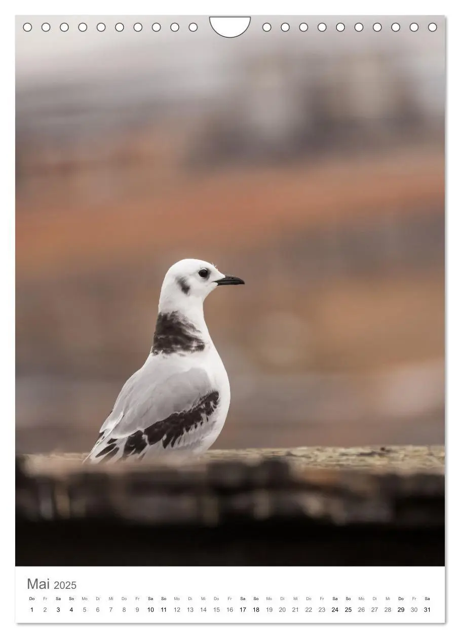 Bild: 9783435844821 | Die Arktis - Naturfotografien aus Spitzbergen (Wandkalender 2025...
