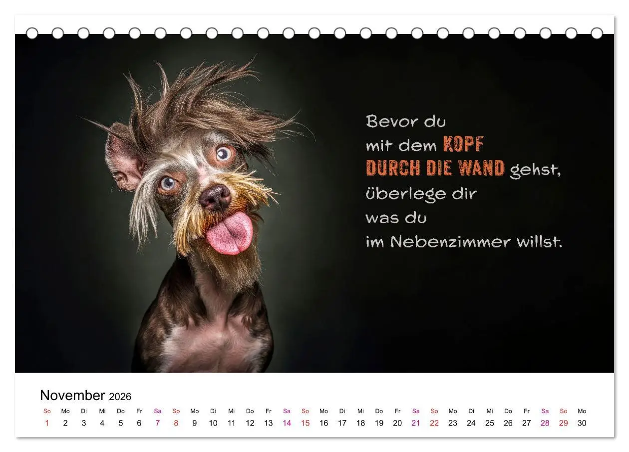 Bild: 9783457304921 | Tierische Klugscheißer (Tischkalender 2026 DIN A5 quer), CALVENDO...