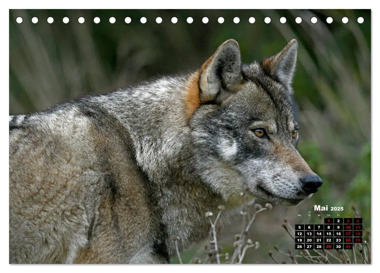 Bild: 9783435195121 | Willkommen Wolf (Tischkalender 2025 DIN A5 quer), CALVENDO...