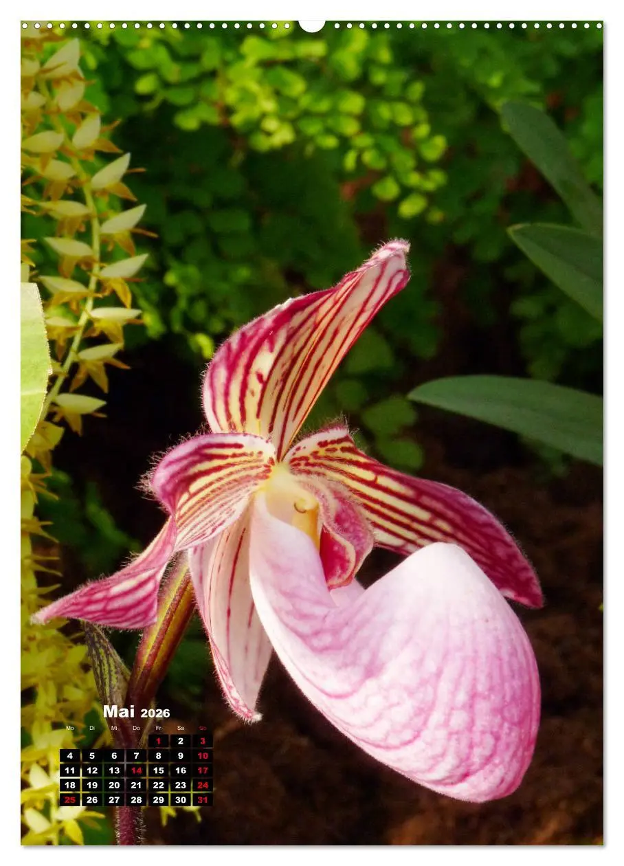 Bild: 9783516375121 | Kleine Orchideenschätze (hochwertiger Premium Wandkalender 2026 DIN...