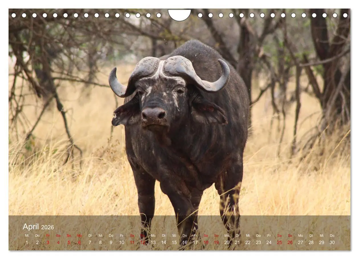 Bild: 9783457655221 | Ostafrika - Tansania und Kenia hautnah (Wandkalender 2026 DIN A4...