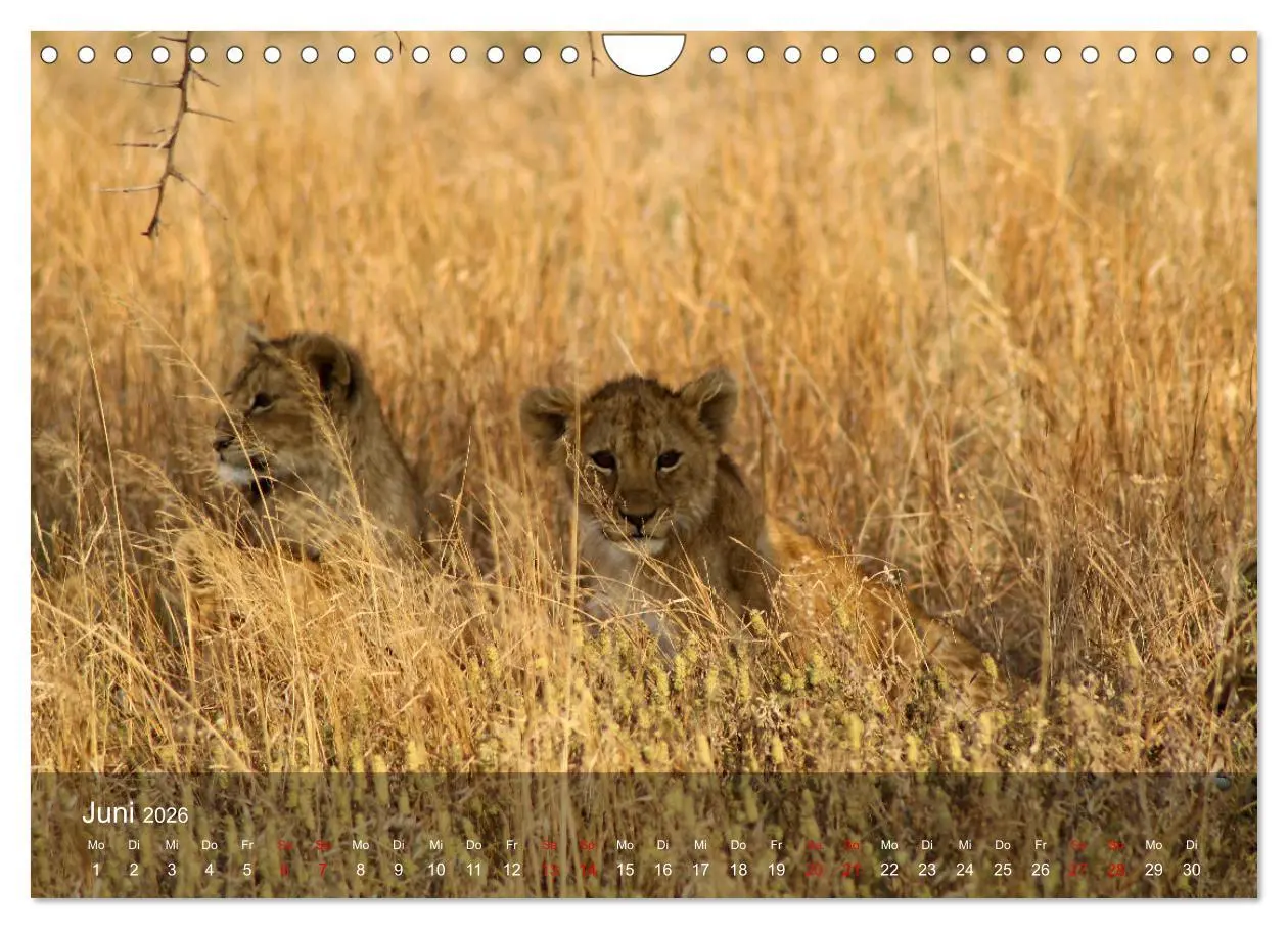 Bild: 9783457655221 | Ostafrika - Tansania und Kenia hautnah (Wandkalender 2026 DIN A4...