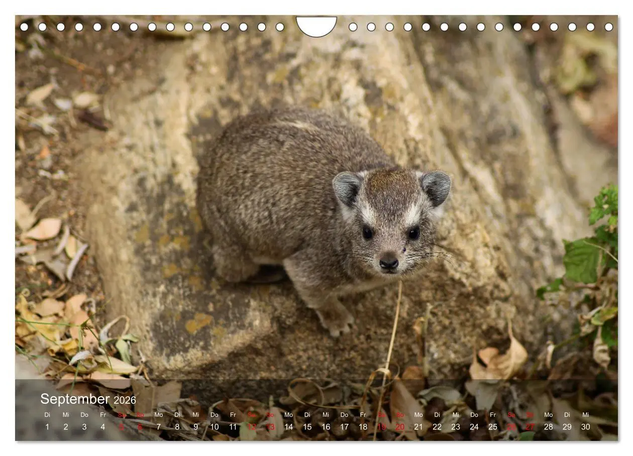 Bild: 9783457655221 | Ostafrika - Tansania und Kenia hautnah (Wandkalender 2026 DIN A4...