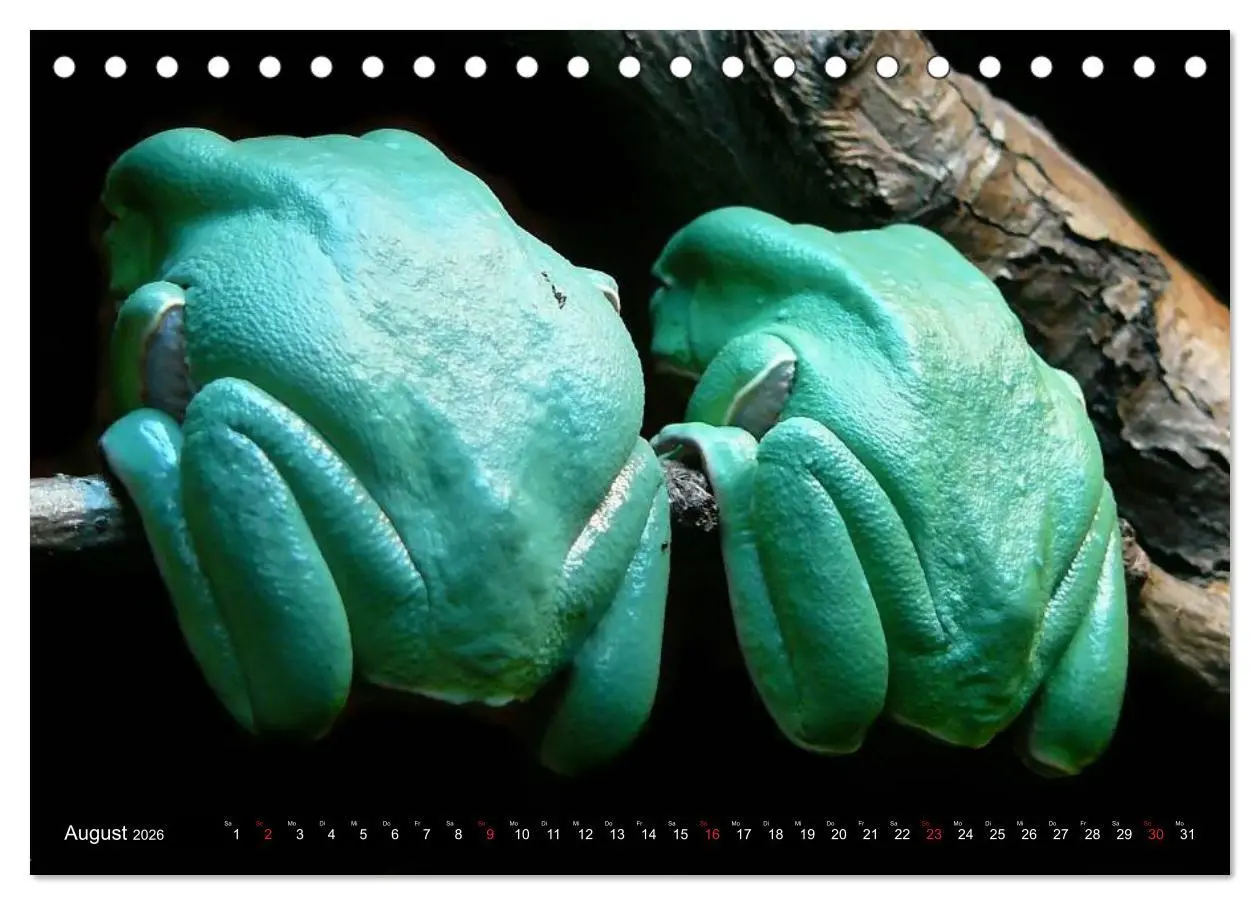 Bild: 9783516055221 | Frösche. Quakend durchs Leben (Tischkalender 2026 DIN A5 quer),...