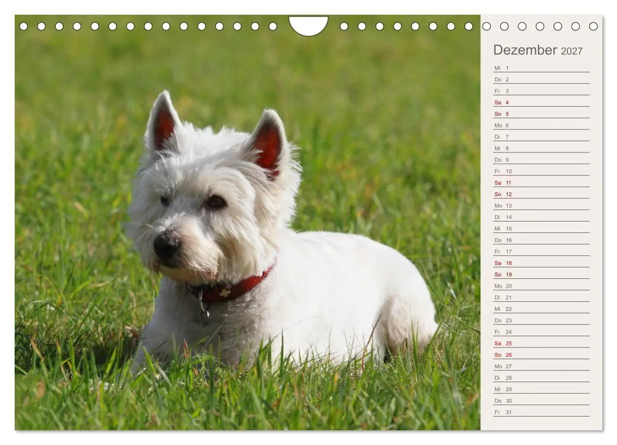 Bild: 9783569825321 | West Highland White Terrier - Selbstbewustes Powerpaket - der...
