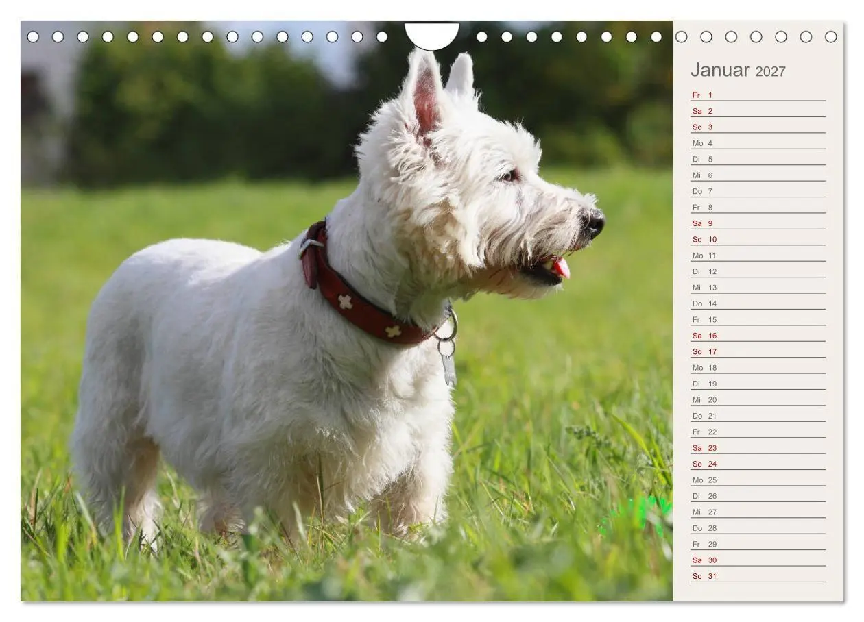 Bild: 9783569825321 | West Highland White Terrier - Selbstbewustes Powerpaket - der...