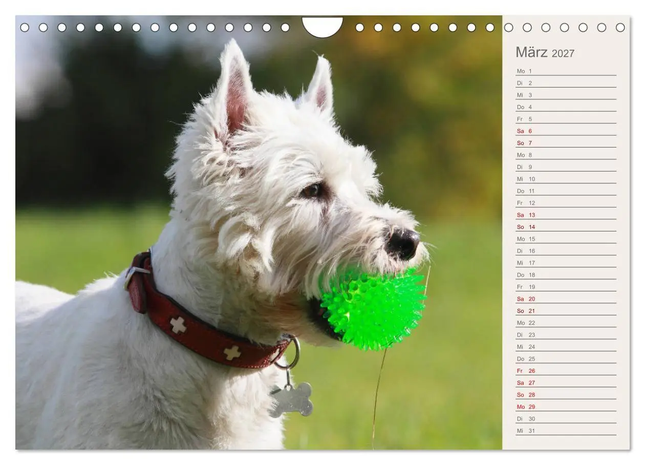 Bild: 9783569825321 | West Highland White Terrier - Selbstbewustes Powerpaket - der...