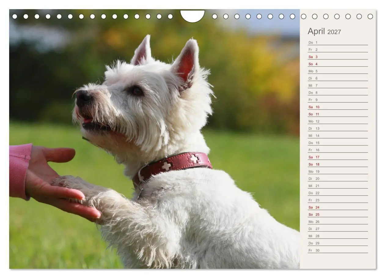 Bild: 9783569825321 | West Highland White Terrier - Selbstbewustes Powerpaket - der...