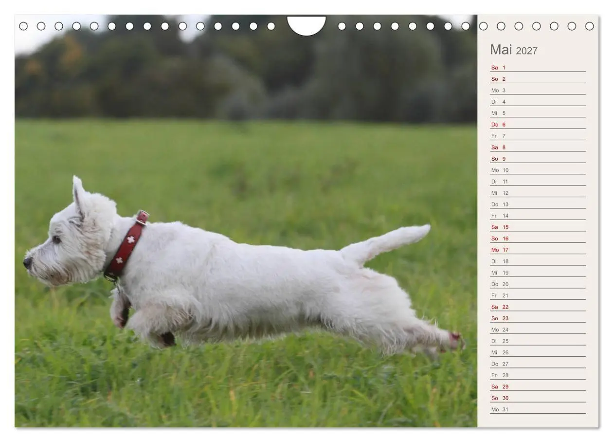 Bild: 9783569825321 | West Highland White Terrier - Selbstbewustes Powerpaket - der...