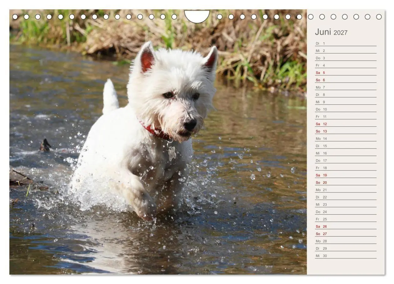 Bild: 9783569825321 | West Highland White Terrier - Selbstbewustes Powerpaket - der...