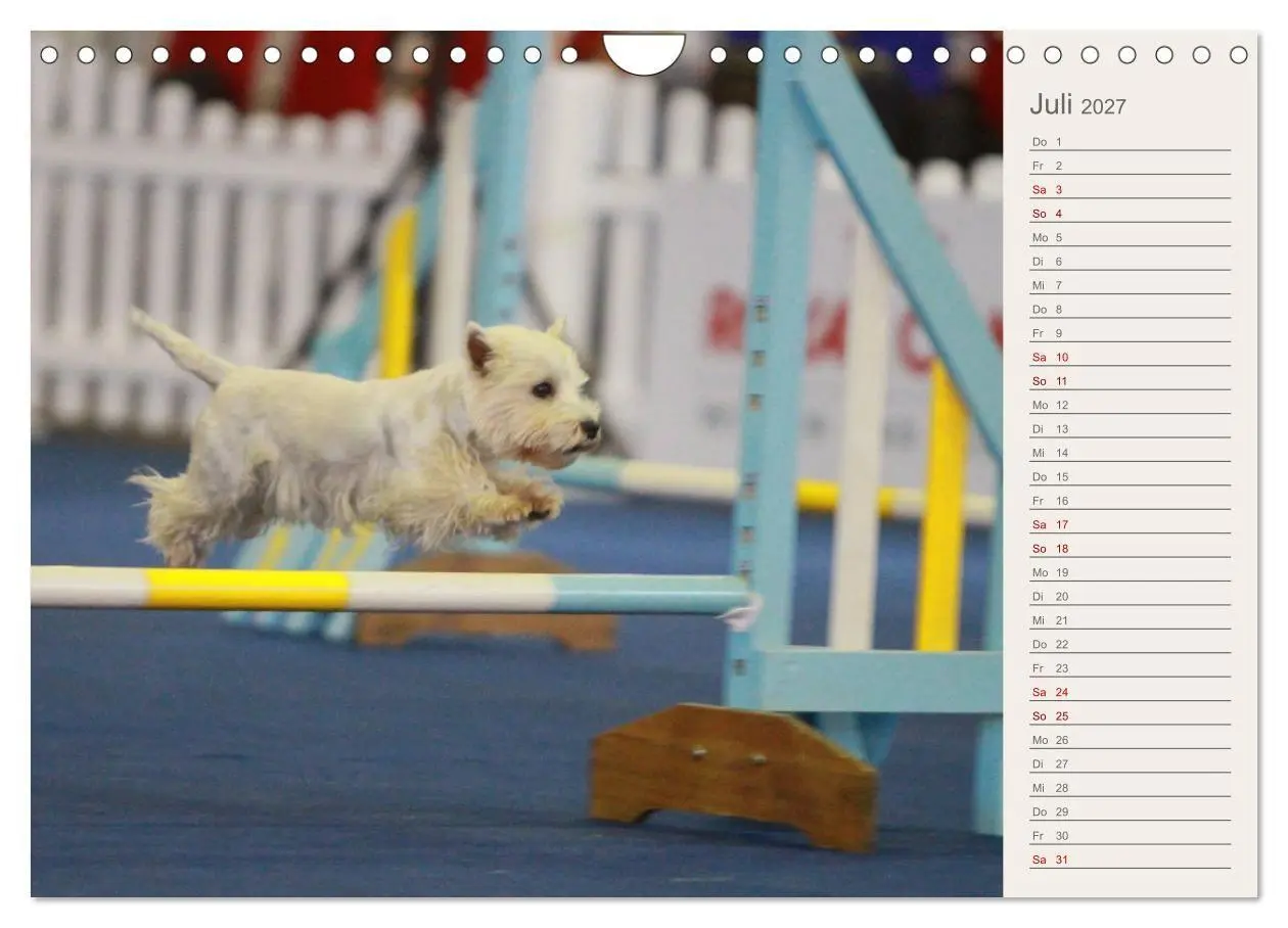 Bild: 9783569825321 | West Highland White Terrier - Selbstbewustes Powerpaket - der...