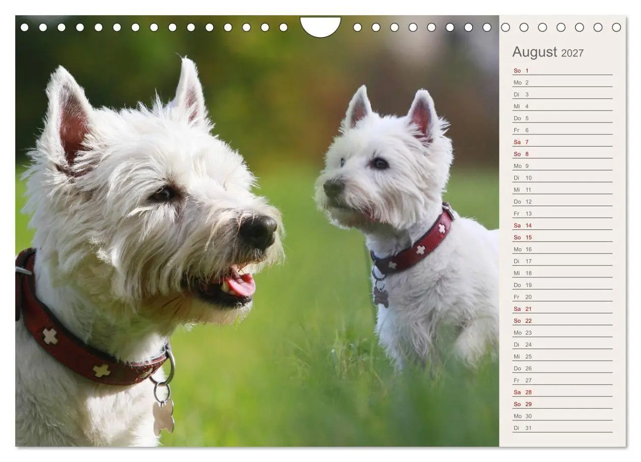 Bild: 9783569825321 | West Highland White Terrier - Selbstbewustes Powerpaket - der...