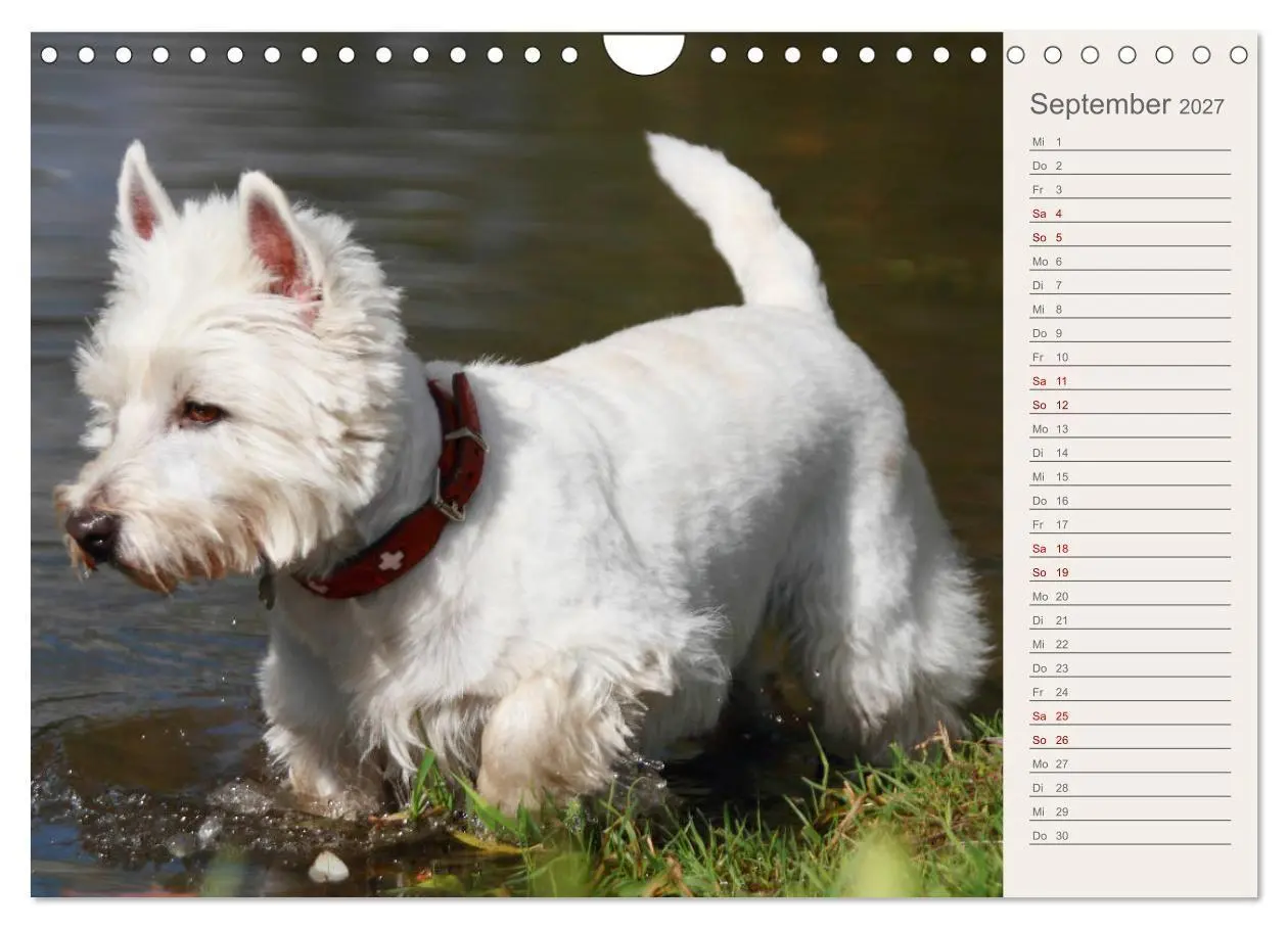 Bild: 9783569825321 | West Highland White Terrier - Selbstbewustes Powerpaket - der...