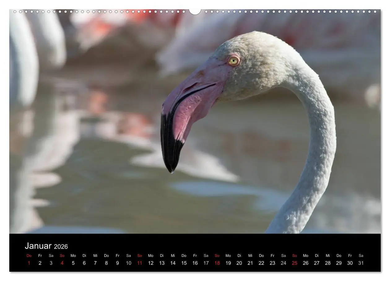 Bild: 9783516105421 | Flamingos der Camargue 2026 (Wandkalender 2026 DIN A2 quer),...