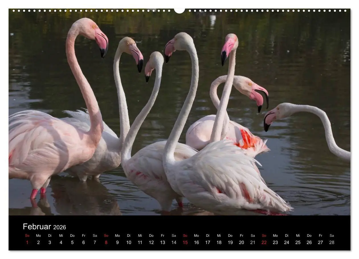 Bild: 9783516105421 | Flamingos der Camargue 2026 (Wandkalender 2026 DIN A2 quer),...