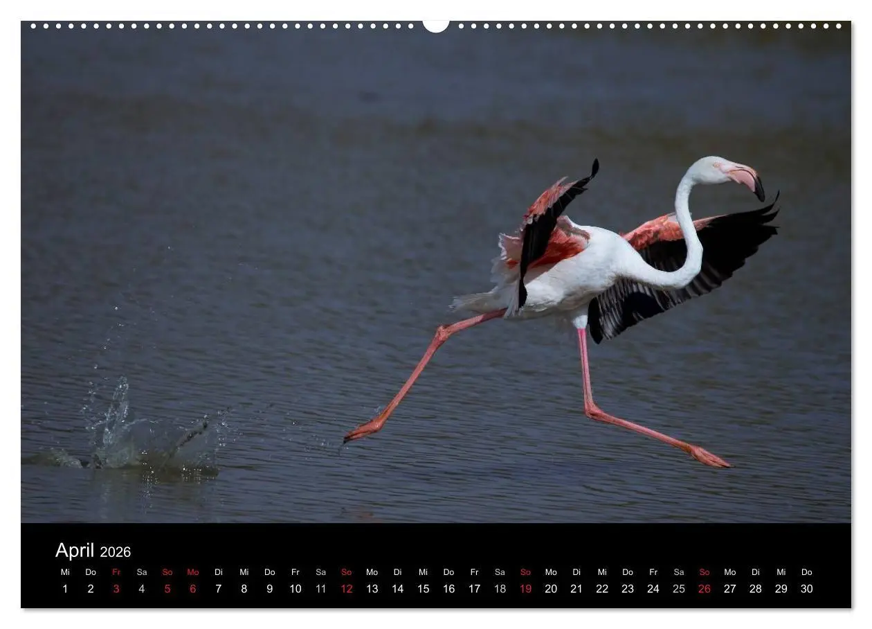 Bild: 9783516105421 | Flamingos der Camargue 2026 (Wandkalender 2026 DIN A2 quer),...