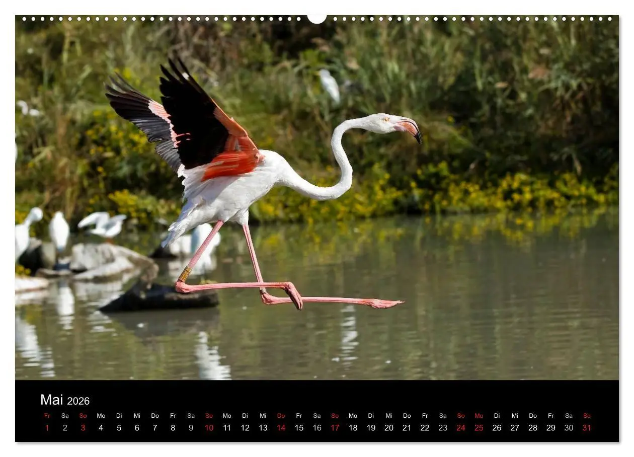 Bild: 9783516105421 | Flamingos der Camargue 2026 (Wandkalender 2026 DIN A2 quer),...