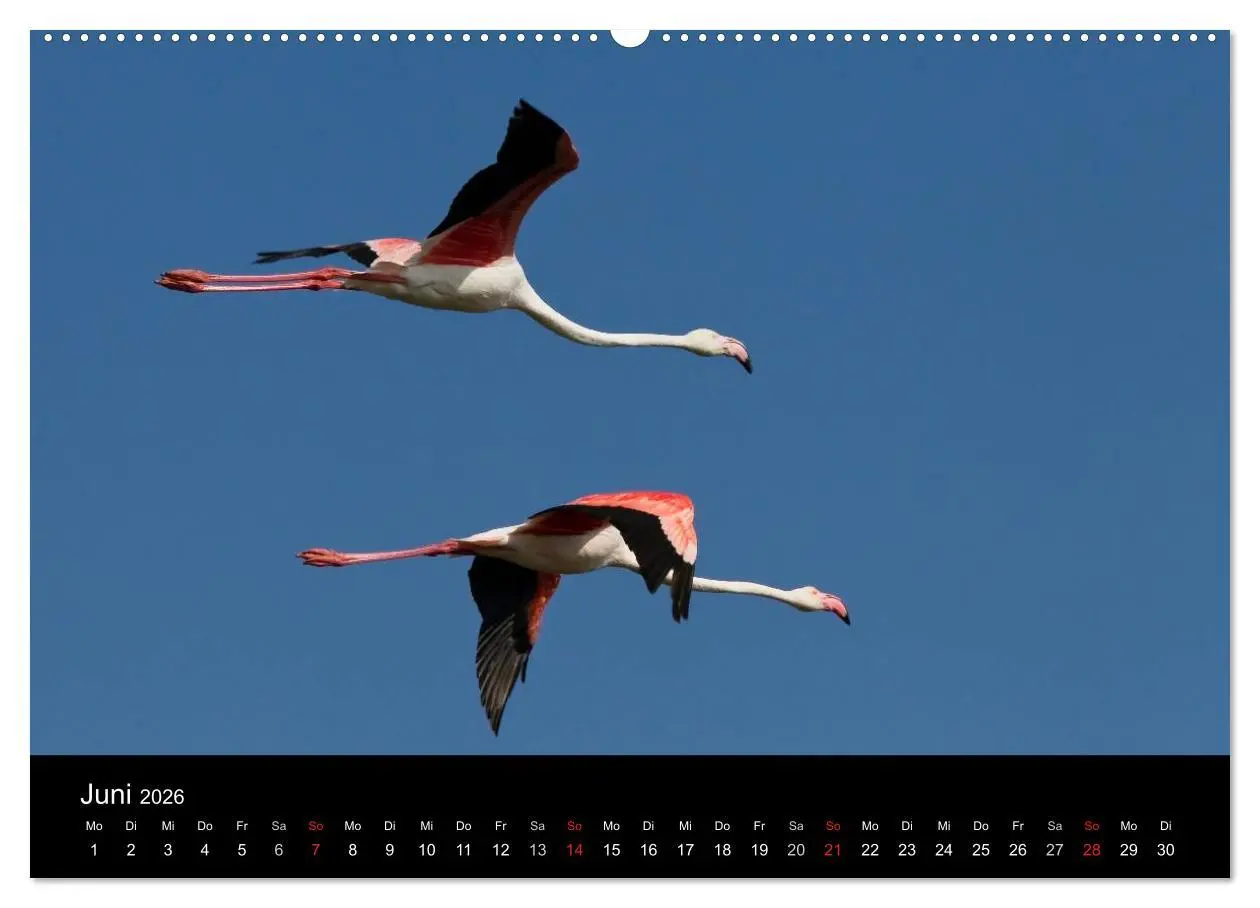 Bild: 9783516105421 | Flamingos der Camargue 2026 (Wandkalender 2026 DIN A2 quer),...