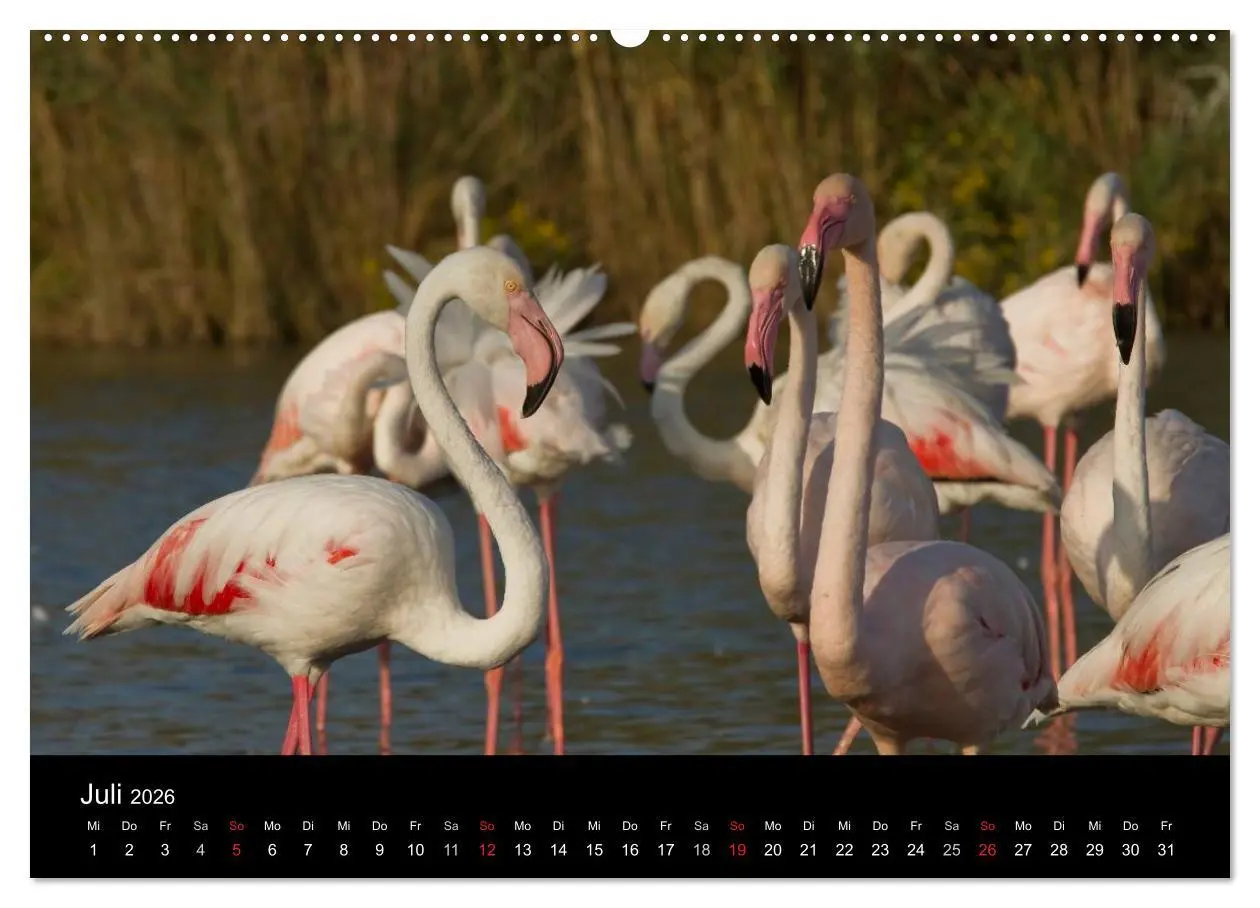 Bild: 9783516105421 | Flamingos der Camargue 2026 (Wandkalender 2026 DIN A2 quer),...