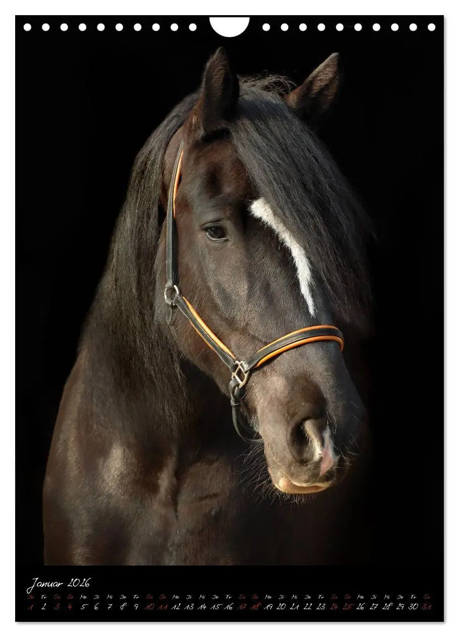 Bild: 9783516415421 | StudioArt Pferderassen im Porträt (Wandkalender 2026 DIN A4 hoch),...
