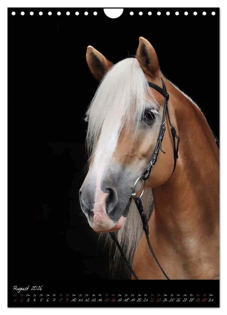 Bild: 9783516415421 | StudioArt Pferderassen im Porträt (Wandkalender 2026 DIN A4 hoch),...
