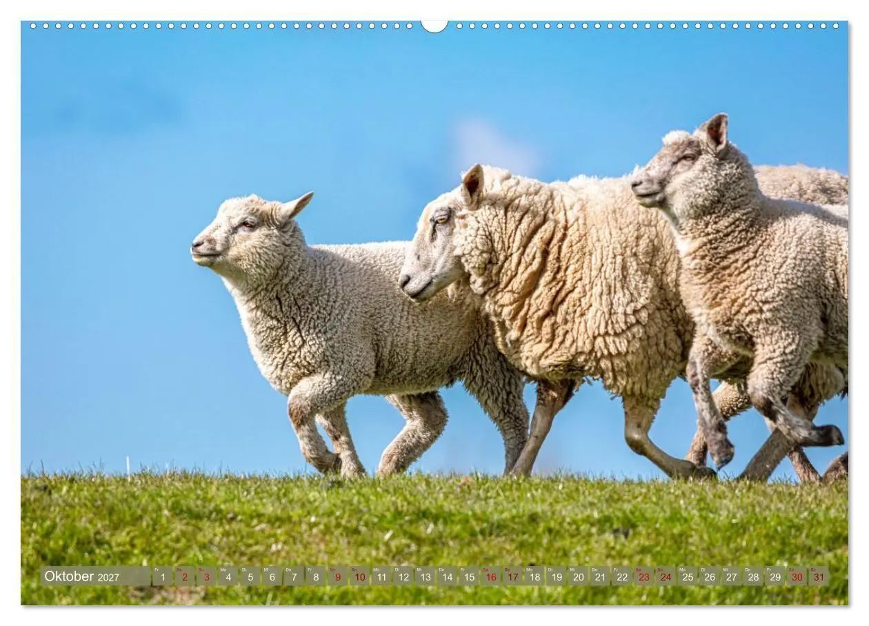 Bild: 9783569415621 | Die Deichschafe. Deichpflege an der Nordsee (Wandkalender 2027 DIN...