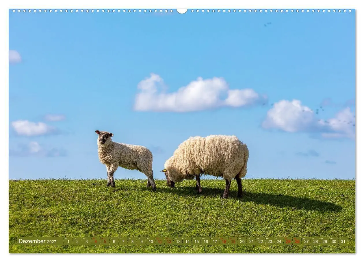 Bild: 9783569415621 | Die Deichschafe. Deichpflege an der Nordsee (Wandkalender 2027 DIN...