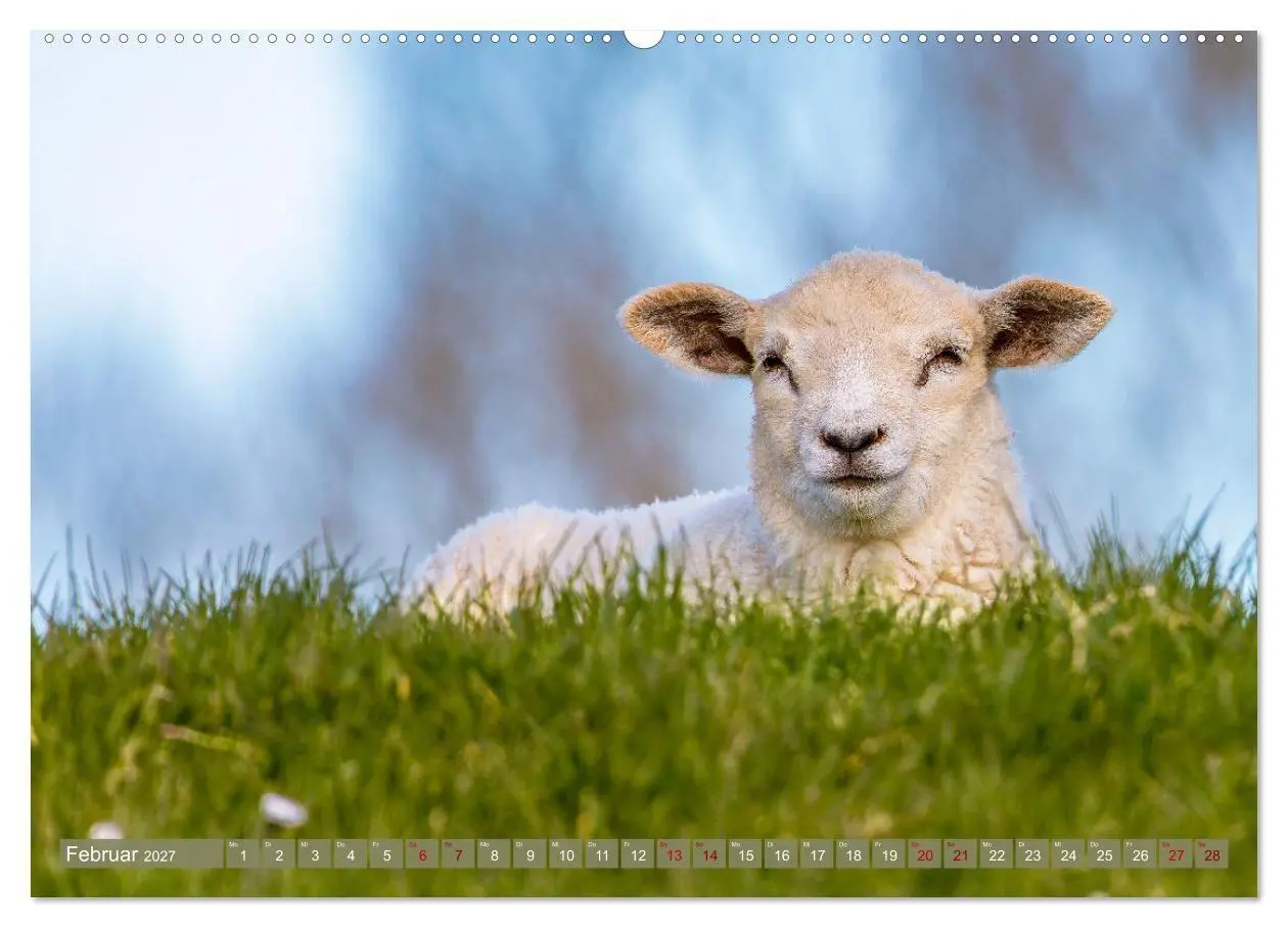 Bild: 9783569415621 | Die Deichschafe. Deichpflege an der Nordsee (Wandkalender 2027 DIN...