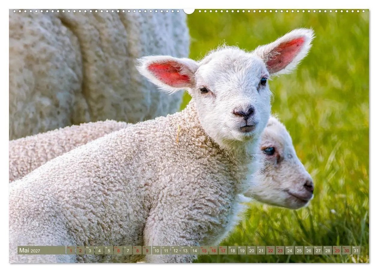 Bild: 9783569415621 | Die Deichschafe. Deichpflege an der Nordsee (Wandkalender 2027 DIN...