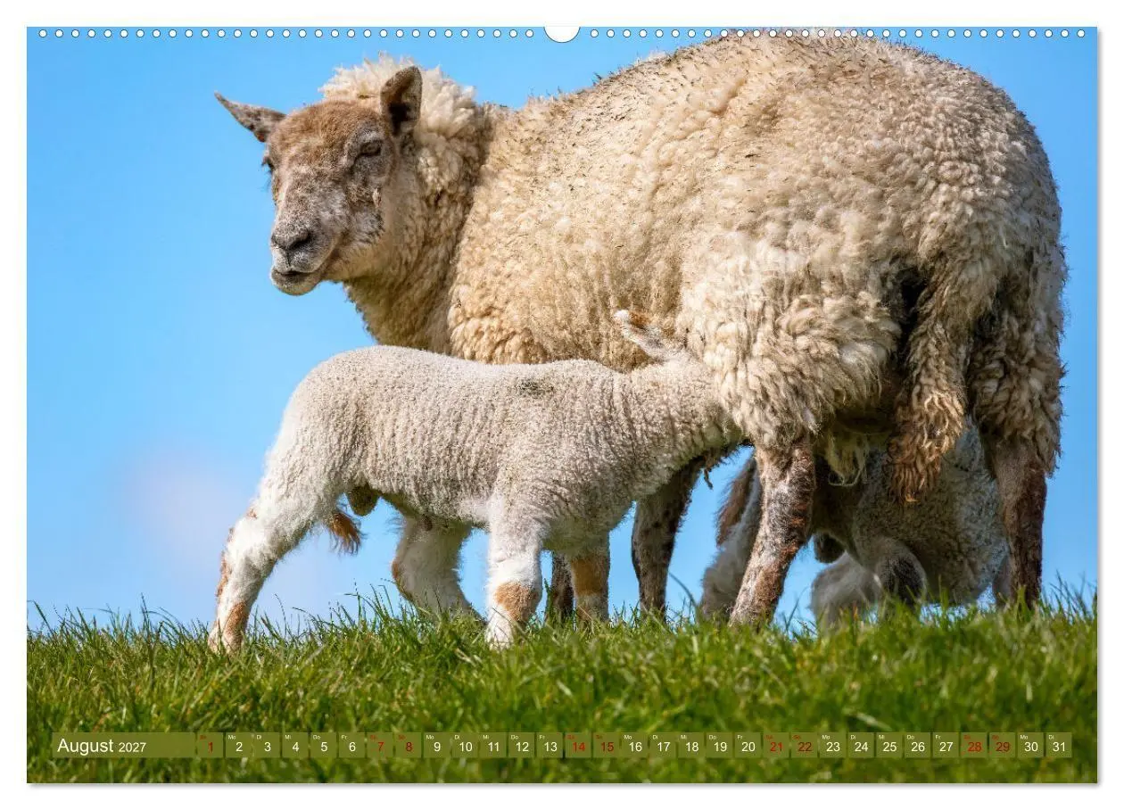 Bild: 9783569415621 | Die Deichschafe. Deichpflege an der Nordsee (Wandkalender 2027 DIN...