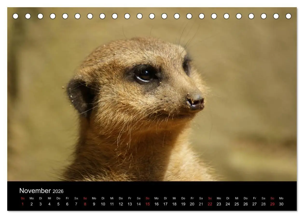 Bild: 9783516235821 | Erdmännchen - Zusammen sind wir stark (Tischkalender 2026 DIN A5...