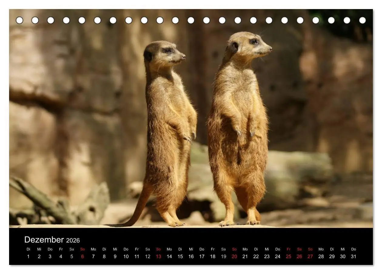 Bild: 9783516235821 | Erdmännchen - Zusammen sind wir stark (Tischkalender 2026 DIN A5...