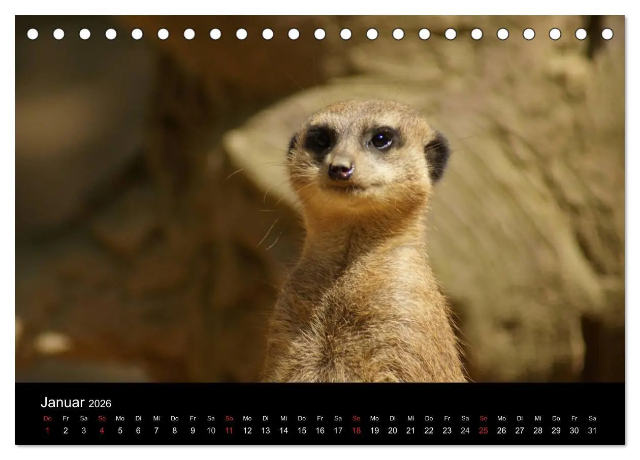 Bild: 9783516235821 | Erdmännchen - Zusammen sind wir stark (Tischkalender 2026 DIN A5...