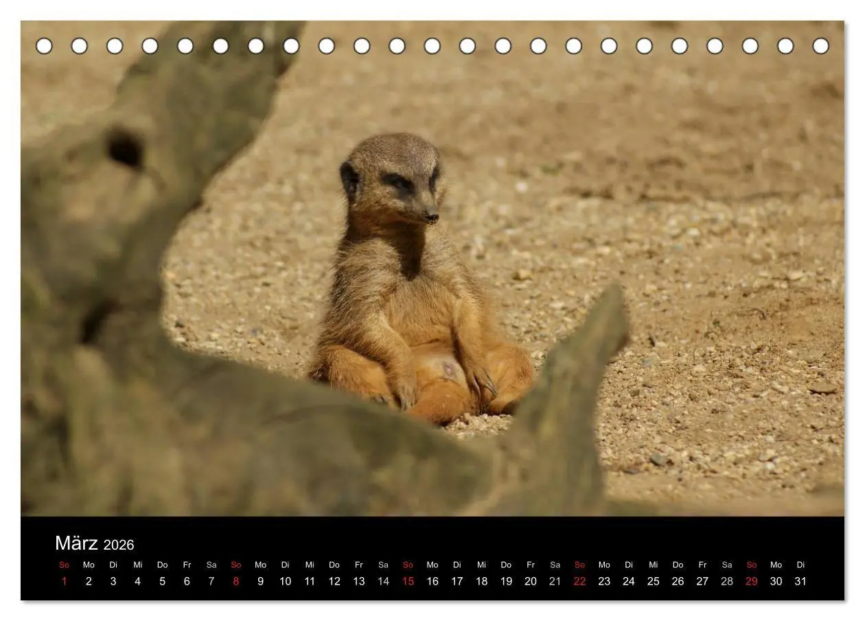 Bild: 9783516235821 | Erdmännchen - Zusammen sind wir stark (Tischkalender 2026 DIN A5...
